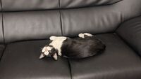 Phoebe Blackjaw relaxing on the pleather couch