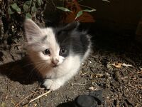 Princess playing in the dirt