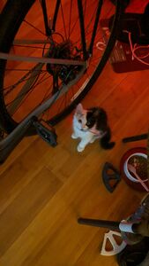 Princess likes Bicycles