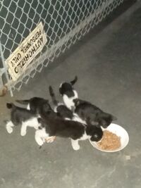 kittens