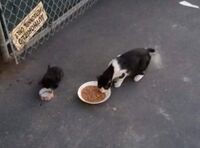 Phoebe Blackjaw eating with her kitten